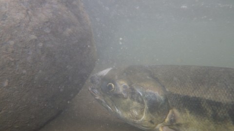 scne8afjmzdsdoa373m2_480_480-55f7b504.jpg