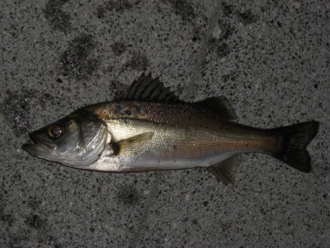 sdh7ucejm85nfggeww3k_480_480-0b6fe799.jpg