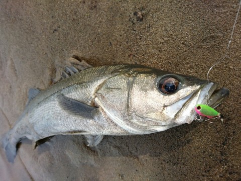 sea585w5c59c6h92thzw_920_690-a3277864.jpg
