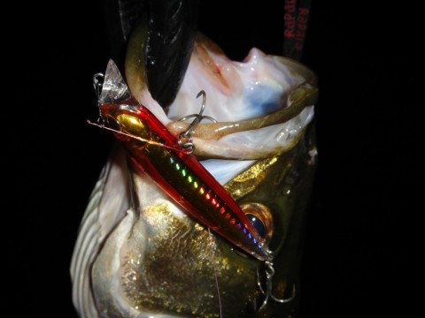 seth6cp2mtyitzr3tt2s_480_480-1b88e807.jpg