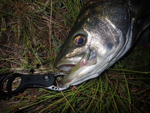 sgjcdgnp88araa3sydfo_480_480-c96e776e.jpg