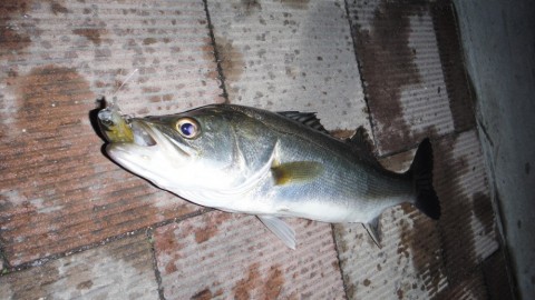 sh292knmgdf3djhpua28_480_480-b6e49b73.jpg