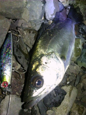 sh48w9wajm5fd5vwg5bb_480_480-969ee1eb.jpg
