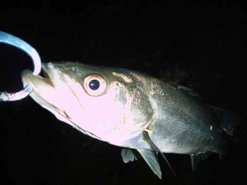 shcc3736pvotzmkfnr76_920_690-584967e3.jpg