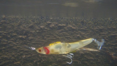 siasuvdxrzt2rvjtht7r_480_480-c4523683.jpg