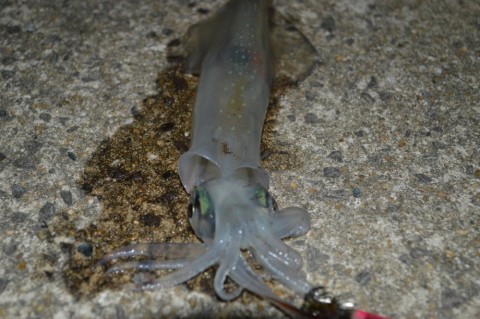 sibheorazrmchubhw55s_480_480-f81013d1.jpg