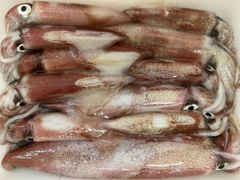 sijvai3fwiea5fkaocj6_480_360-b1b67a5c.jpg