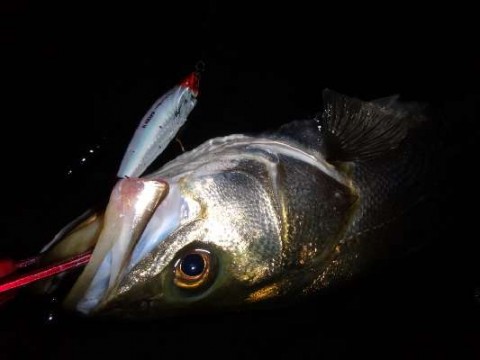 sijym8kz5defgetbr26g_480_480-a38f3598.jpg