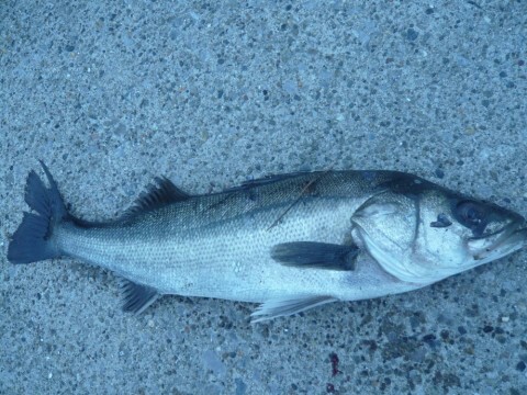 siorjaw4i28dshupzf3a_480_360-128d33b8.jpg