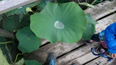 siu9cf7dbhxedj454yxg_480_480-8b90f91a.jpg