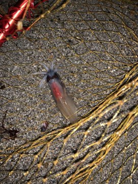 sjnbzoinsvyu6osdachv_361_480-21a05638.jpg