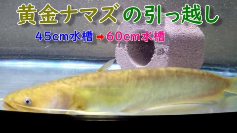 sjnitmm3pa9xnuxfmyxv_480_480-a913c72c.jpg