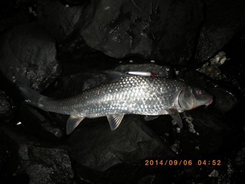 sjzoguhnpsngdkkbastp_480_480-f7d6c888.jpg