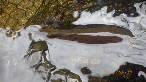 skb29ahgnzcwo27oknbn_480_480-46871947.jpg