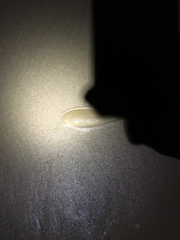 skgfwwpd5od5sdofenjf_690_920-12e6d7cf.jpg