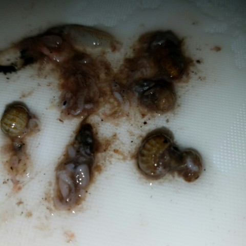 skgih4idtwhmafsnut38_920_920-aa16c61c.jpg