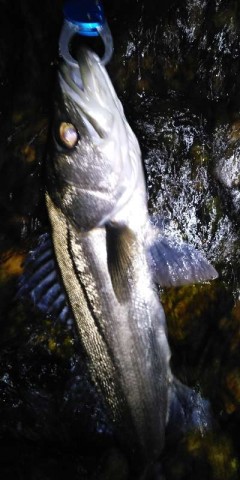 skobd9yezbs9sp8xdj4x_480_480-f6ba3b46.jpg