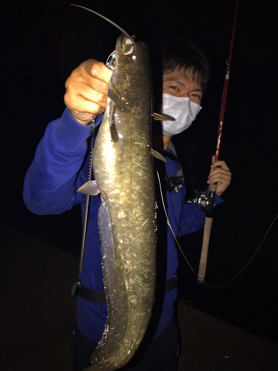 釣りログ 癒やしのナマズ