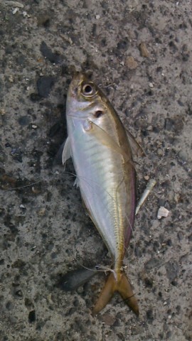 snfjewt4wycyhzxpxu9d_480_480-2383e369.jpg