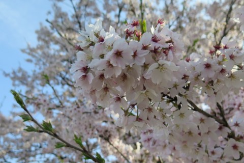 snrko96fgdfbun4j99mf_480_480-556f45a7.jpg