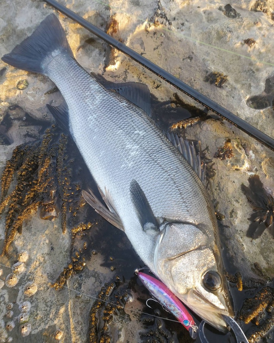 釣りログ 房総ヒラ 精度向上