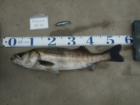so9ue2empvswsa9jhbc8_480_480-3d858f05.jpg