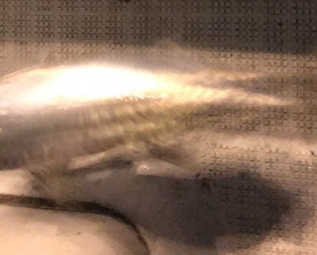 sokofidn95wa4xgecfng_480_387-ec2503b3.jpg