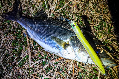 シーバス釣果写真