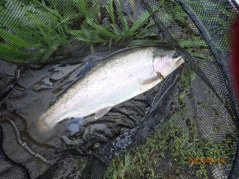 sow6k9zcbcksxcimxzrn_480_480-ae2337a7.jpg