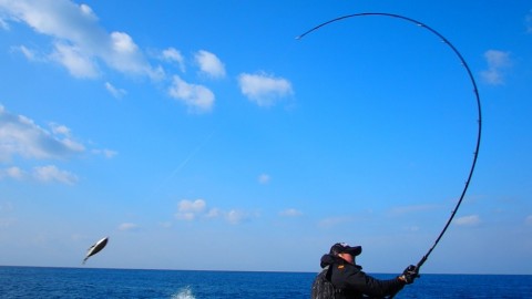 soxab4s43pdyu2nrn7ur_480_480-122fc554.jpg