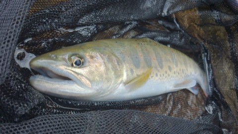 sr54z7dv3itdhogyhbx9_480_480-4ef9da12.jpg