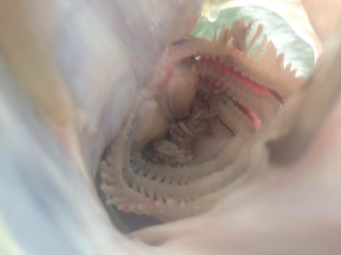 sr5fthtcndmhoypybuwr_920_690-9109d9ed.jpg