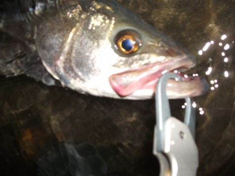srjhtmkmbieaa7v5j82h_480_480-870c7143.jpg