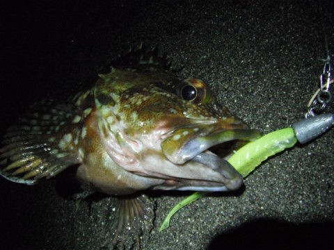 srzobiw62264bhdxn3sd_480_480-d87c3002.jpg
