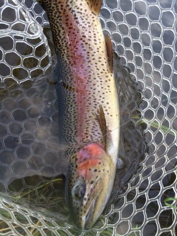 ss2j2p7wdtegptcduve5_690_920-819e01d5.jpg