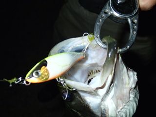 ss6n372vtp74bzg4e3ow-bbadacd7.jpg