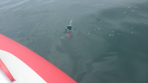 ss98wbsd9nzgse43yjhx_480_480-f40cc46f.jpg