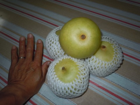 ssbbbjjcdyanogdgw2t7_480_480-f6f397a8.jpg