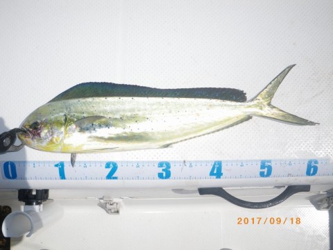 sskfu7yuwx3bp8ftcga6_480_480-223a54f3.jpg