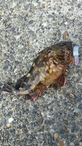 sspnnxb9rs6p72egg93u_518_920-566687ef.jpg