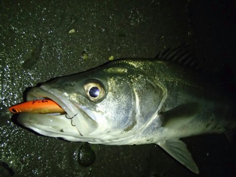 stbr6paei6nrji5owpig_920_690-89870436.jpg