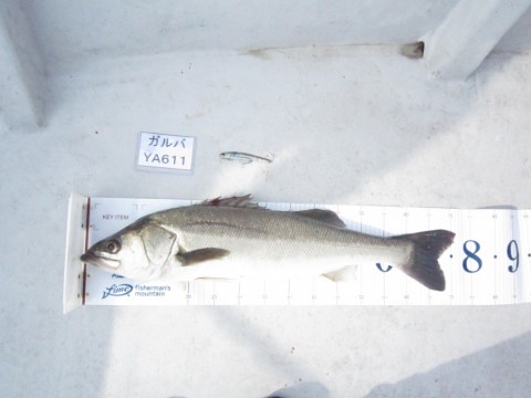 steiifmgcviata62y45z_480_480-4f1c2682.jpg