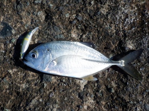 suewstpvaevtanviw5i8_480_480-94aa9675.jpg