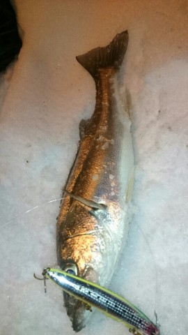 suhekw6asww3482pefvy_518_920-4b8521ab.jpg