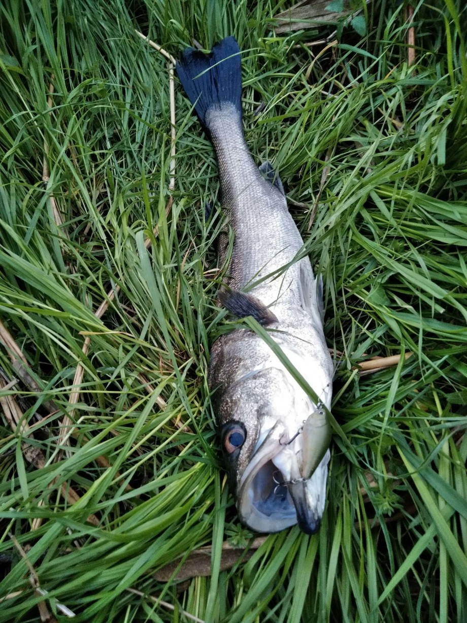 カワウソ ライフ ガルプ は 突然に カワウソ ライフ ガルプ は 突然に