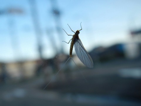 svnx2pdadjnyzx82ag4g_480_480-8bd6981e.jpg