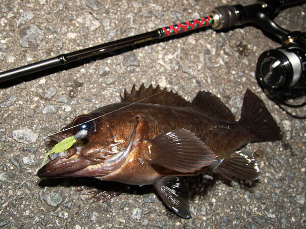 Megabass Official fimo Blog】 かなり使える！！「ドクターチョロ」