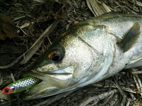 swdyph63k7f6bugmeffr_920_690-7ae2b582.jpg