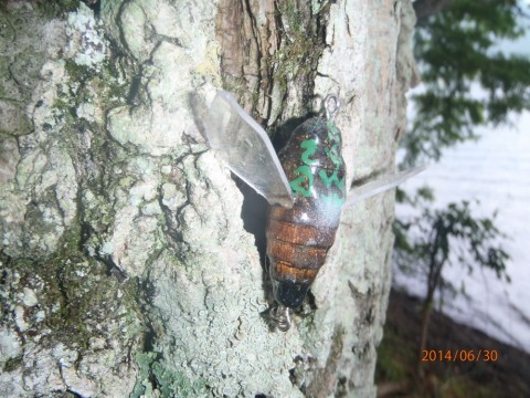 sx5tjhzjj5mzwdwiii37_480_480-53737d48.jpg
