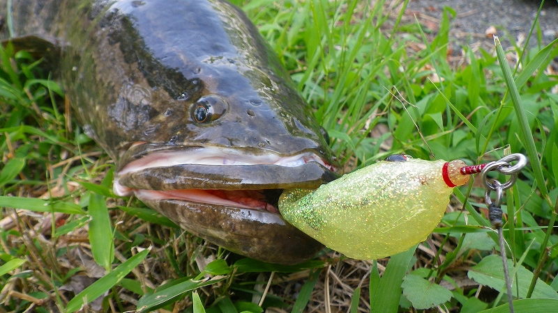 Hinokuni Fisher スネ ク Hinokuni Fisher スネ ク